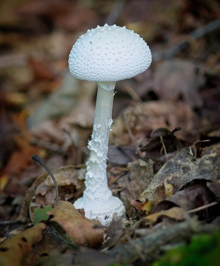 Pristine Flight Mushroom  with  Popcorn Photograph by Douglas Barnett