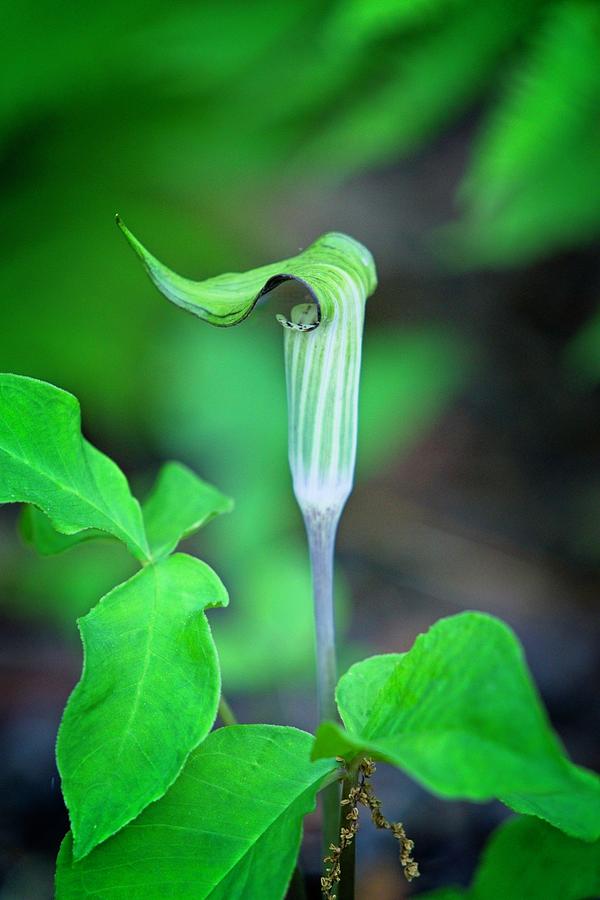 Pristine Jack In Pulpit Among Photograph