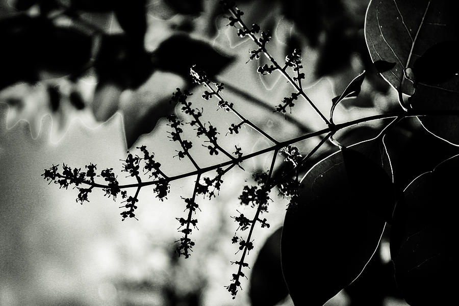 Privet Flowers, Black and White Photograph by W Craig Photography