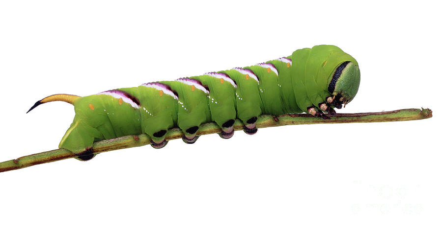 Privet Hawkmoth caterpillar Photograph by Warren Photographic