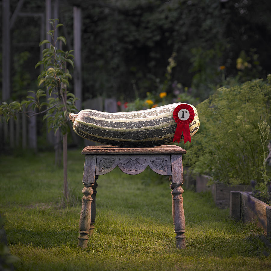 Prize marrow in garden. Photograph by Dougal Waters