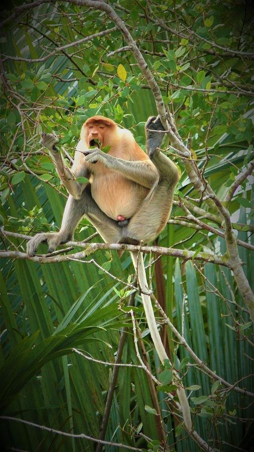  Proboscis monkey in the wild Photograph by Robert Bociaga