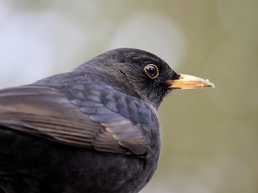 Profile. Eurasian blackbird Photograph by Jouko Lehto - Fine Art America