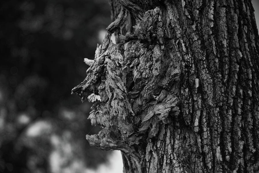 Profile in a Tree Photograph by Alan Goldberg