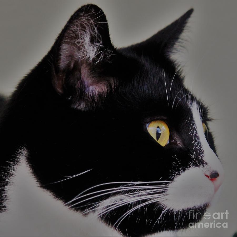 Profile of a black and white cat Photograph by Joanne Carey