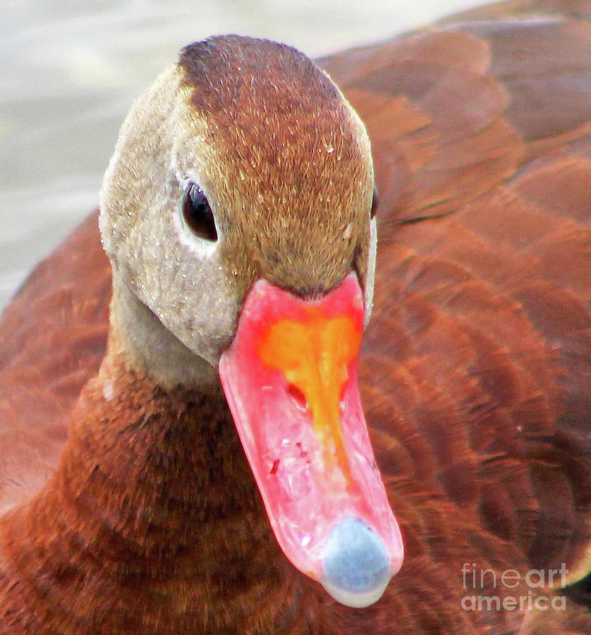 Profile of a Black Bellied Whistling Duck Photograph by Joanne Carey