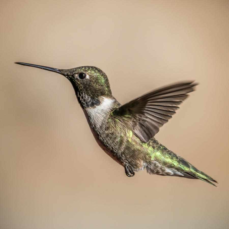 Profile Of A Black-chinned Hummingbird In Flight Photograph