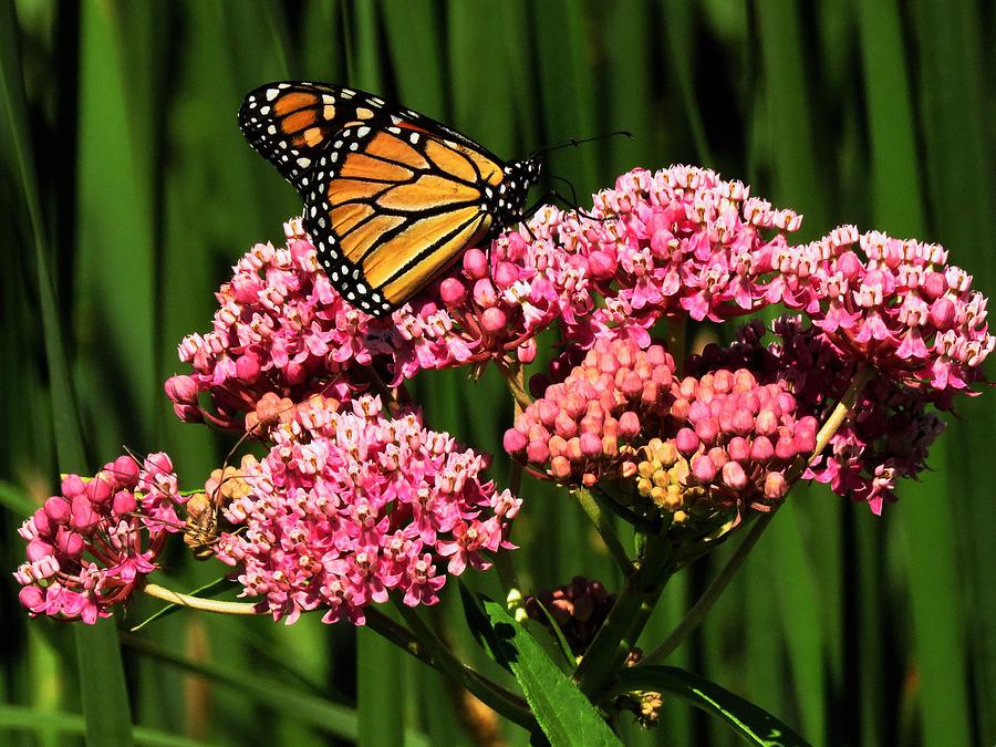 Profile of a Butterfly Photograph by Lori Frisch - Fine Art America