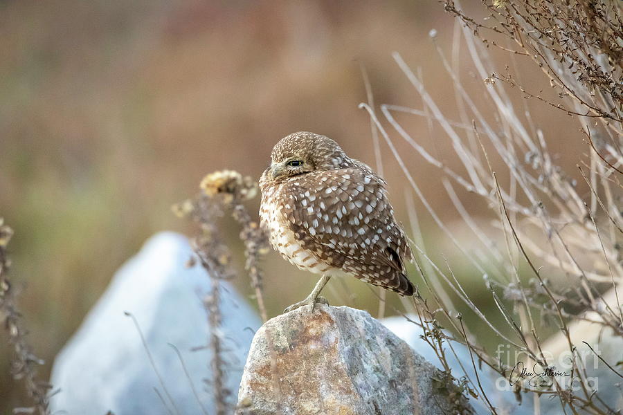 Profile of a Fluffed Up Burrowing Owl Photograph by Alice Schlesier