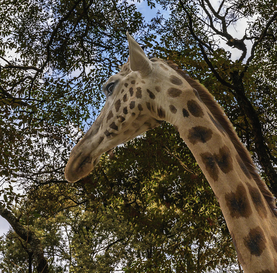 Profile of a Giraffe Photograph by Laura Hedien