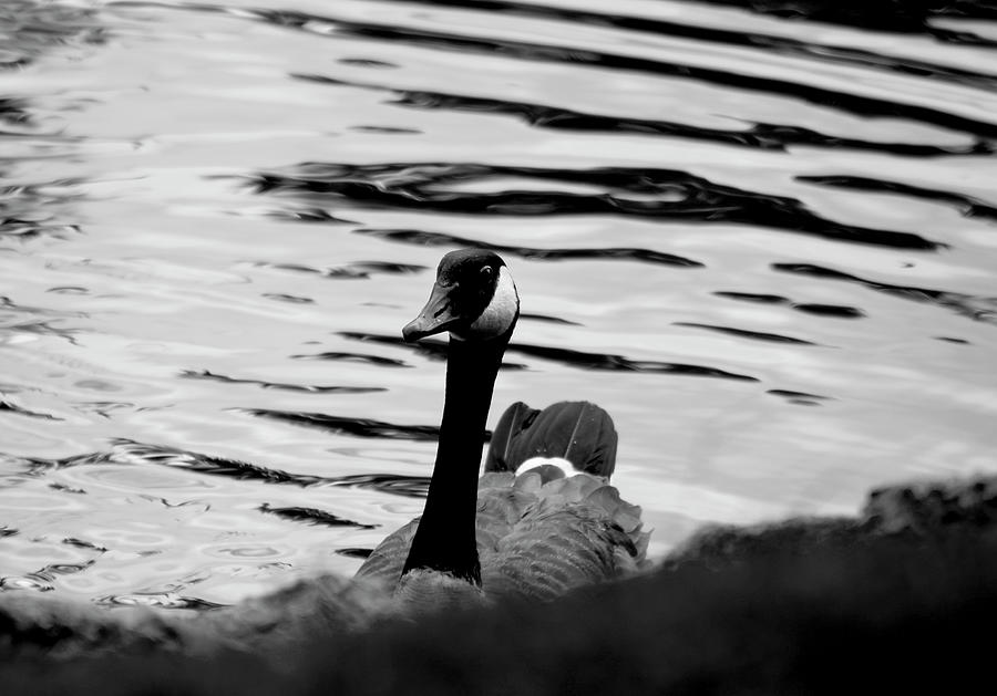 Profile of a Goose - June 2023 Photograph by Joseph A Langley
