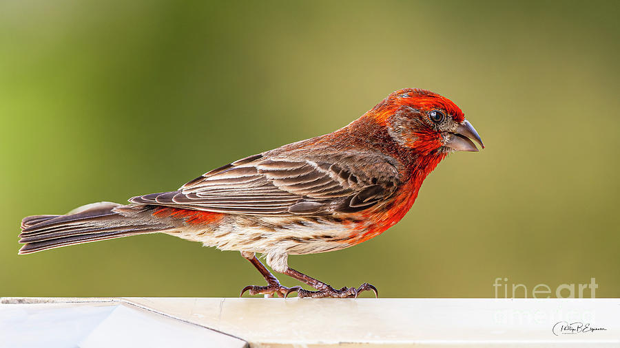 Profile of a Hawaii House Finch Photograph by Phillip Espinasse - Pixels