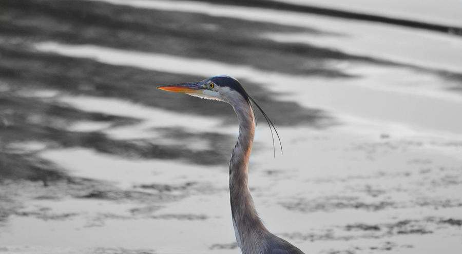 Profile of a Heron Photograph by Ally White