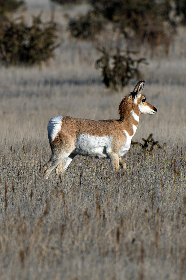 Profile Of A Pronghorn Photograph