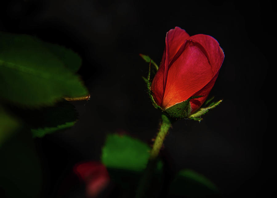 Profile of a rose Photograph by Alan Goldberg