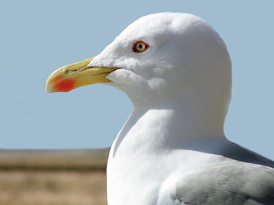 Profile Of A Seagull Photograph by Alexandras Photography
