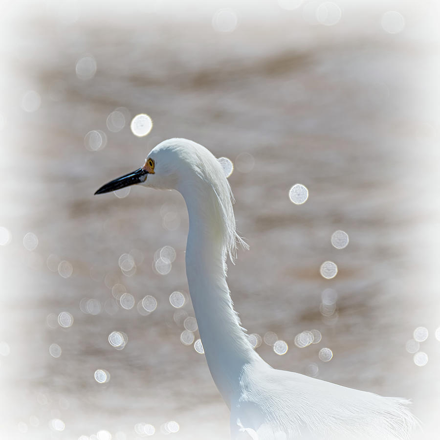 Profile of a Snowy Egret  Photograph by Debra Martz