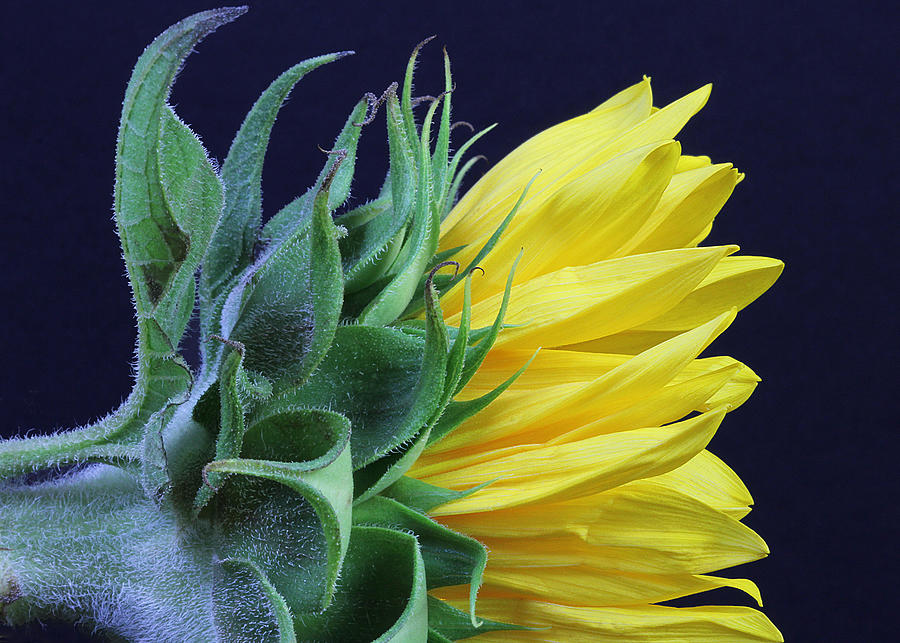 Profile of a Sunflower Photograph by Decoris Art