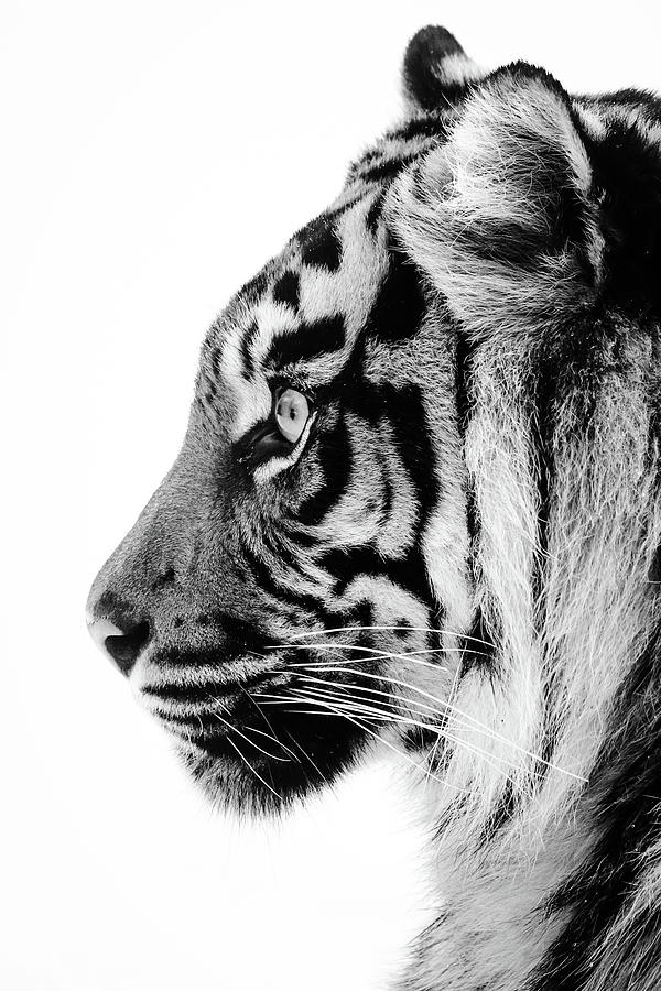 Profile of a tigress Photograph by RT Photography - Fine Art America