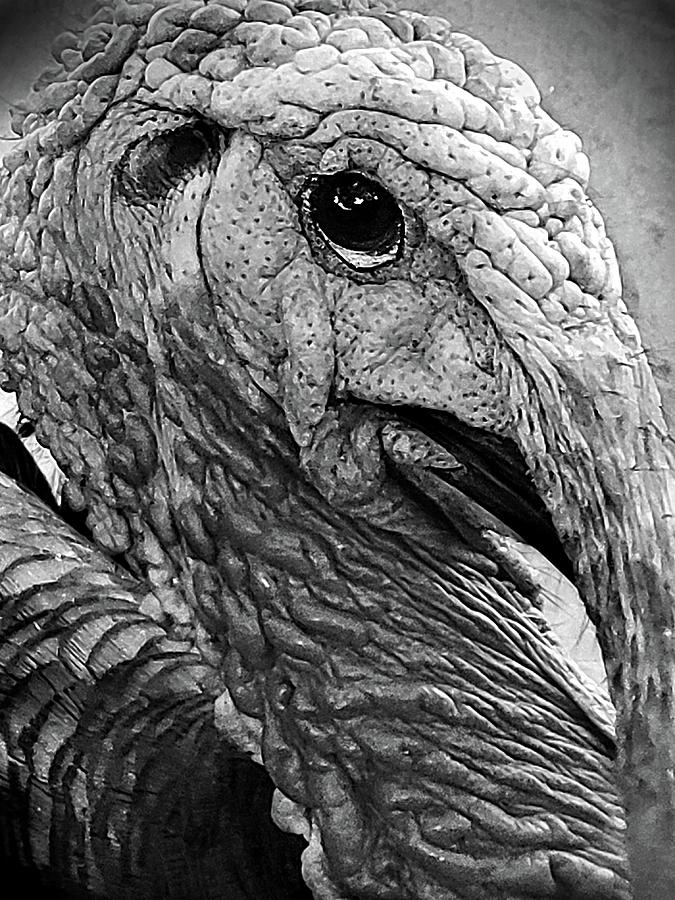 Profile of a Turkey in Black and White  Photograph by Ally White