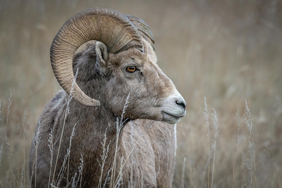 Profile Of A Young Bighorn Ram Photograph