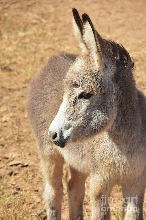 Profile of a Young Wild Donkey in Aruba Photograph by DejaVu Designs ...