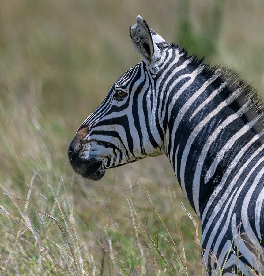 Profile of a Zebra Photograph by Laura Hedien