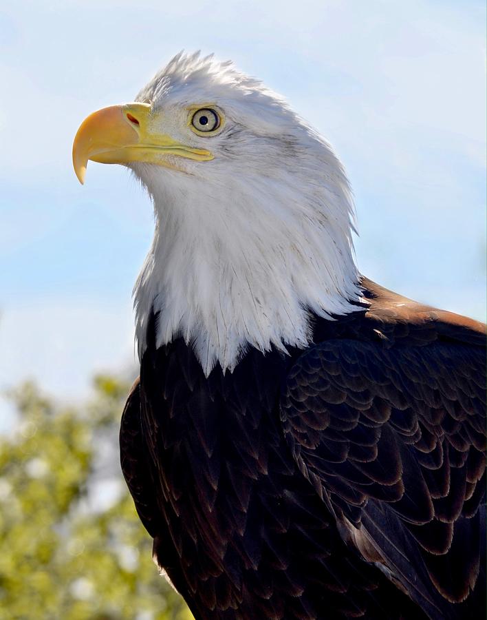 Profile of an American Bald Eagle Photograph by Richard Bryce and Family