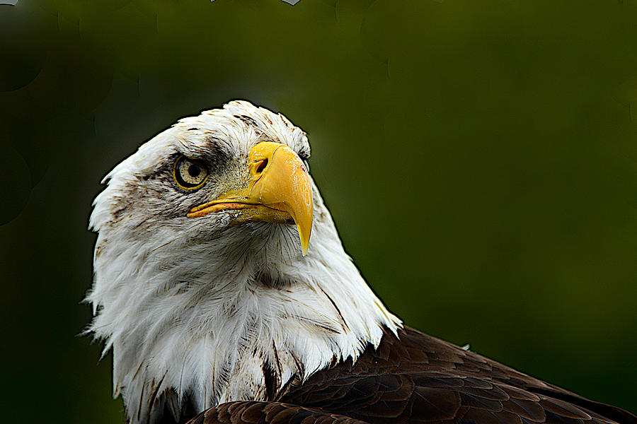 Profile Of An Bald Eagle Photograph By Stephen Path - Fine Art America