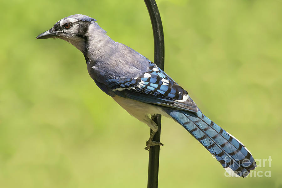 Profile Of Bluejay Photograph