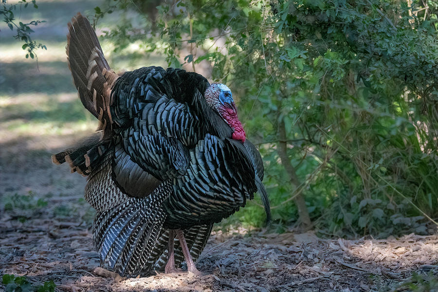 Profile of Displaying Wild Turkey Photograph by Debra Martz