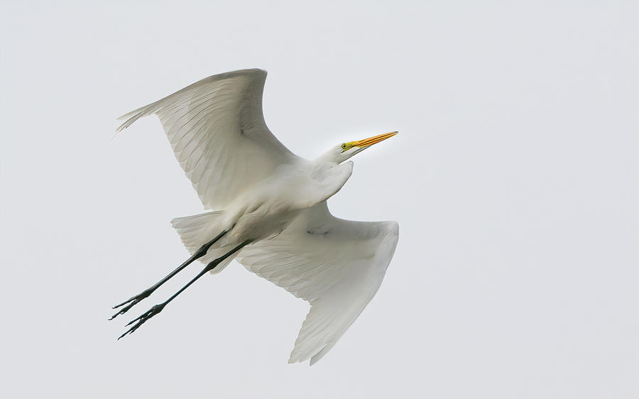 Profile of Flight Photograph by Ray Silva