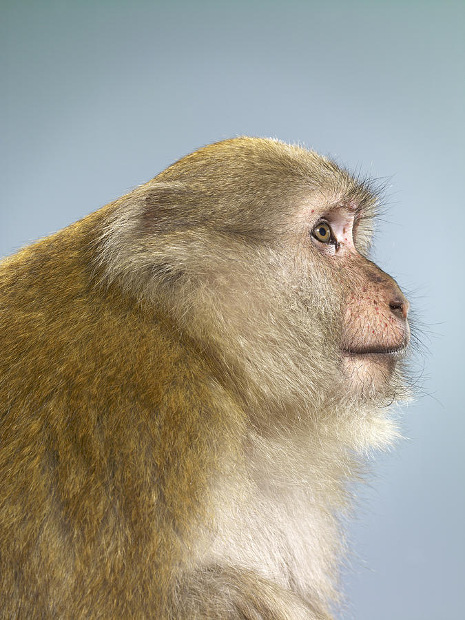 Profile of macaque monkey Photograph by Jana Leon