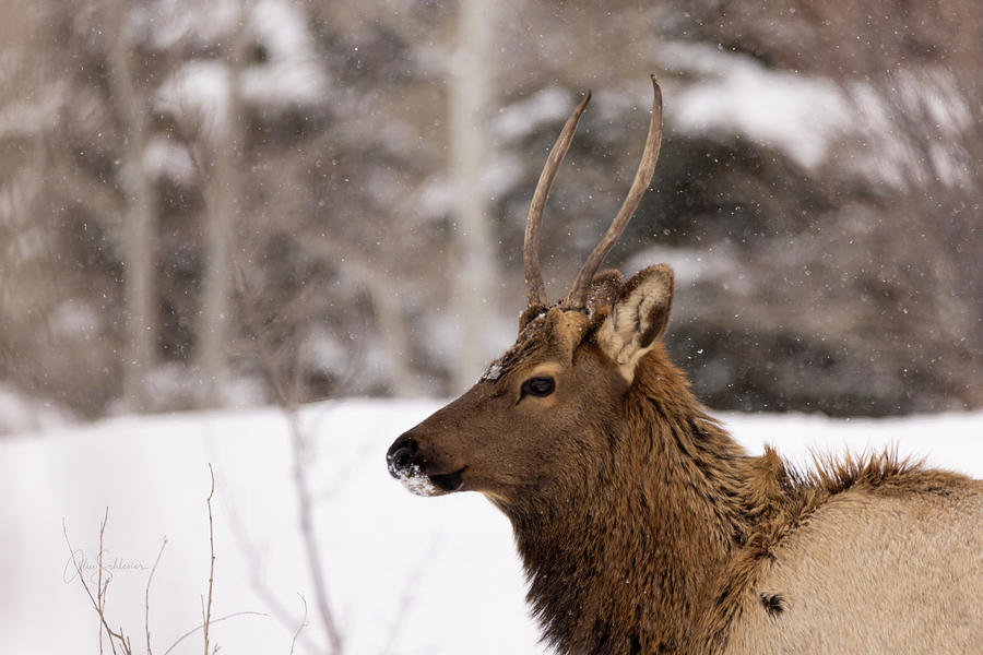 Profile of Male Elk in Winter Photograph by Alice Schlesier