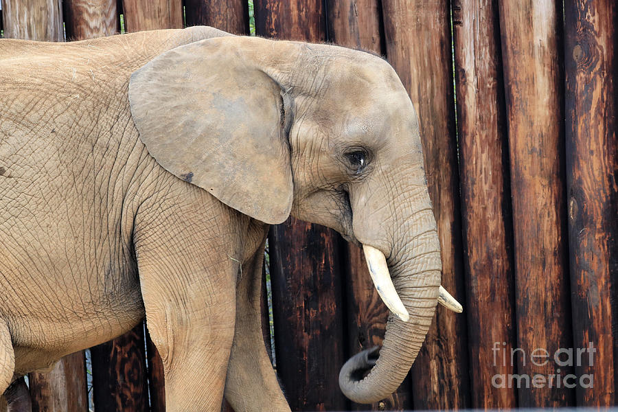 Profile Of The African Forest Elephant Photograph