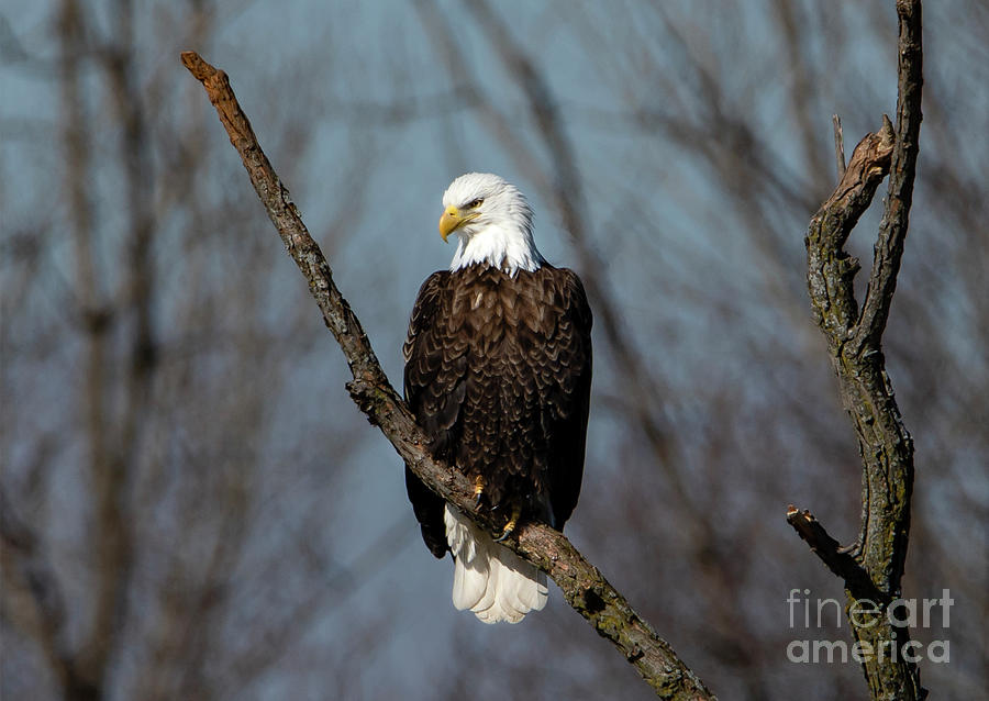 Profile of the Bald Eagle Photograph by Sandra Js