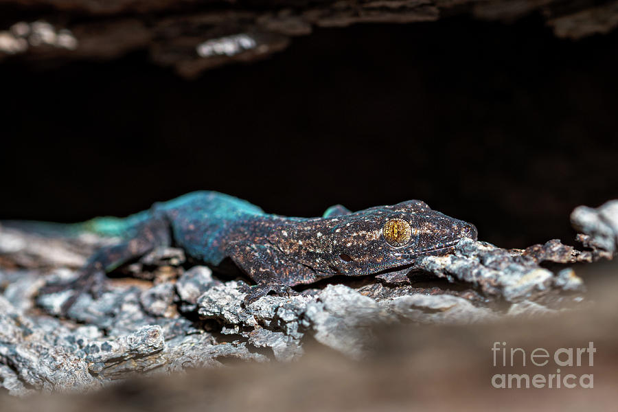 Profile Of The Elusive Indo Pacific Tree Gecko In Honolulu Hawaii ...