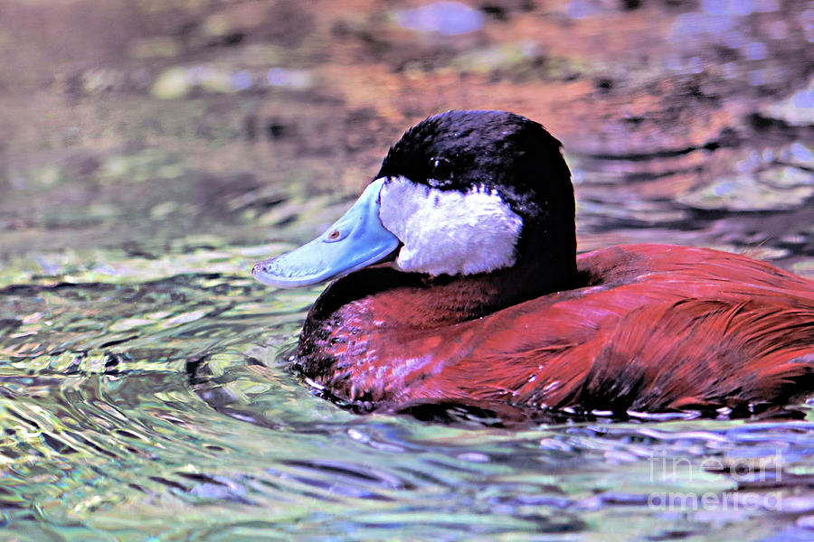 Profile Of The Ruddy Duck Photograph