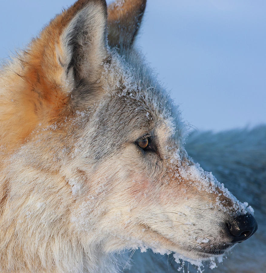 Profile of the White Wolf Photograph by Mark Miller