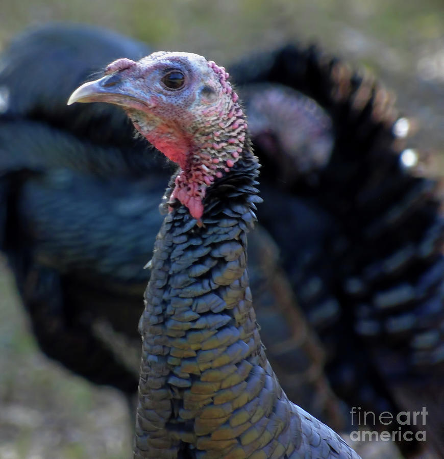 Profile Of Tom Turkey Photograph by D Hackett