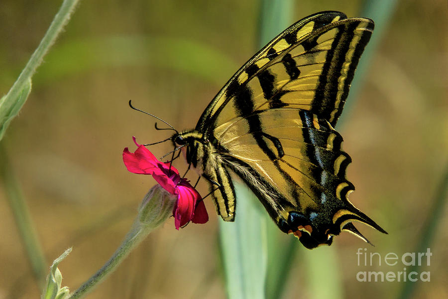 Profile of Western Tiger Swallowtail Photograph by Nancy Gleason