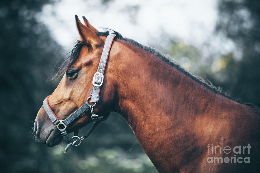 Profile view of a brown horse Photograph by Dimitar Hristov