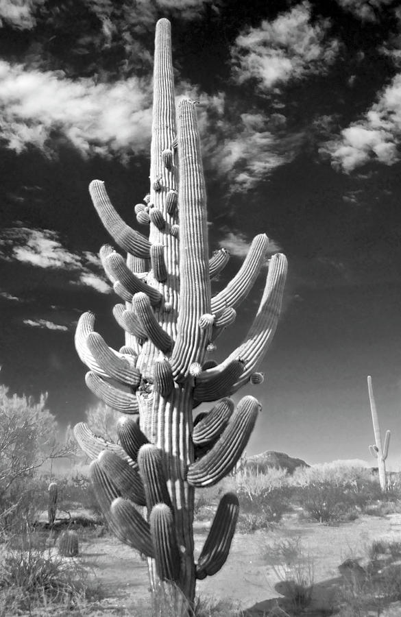 Profligate Saguaro Photograph by Rudolf Volkmann