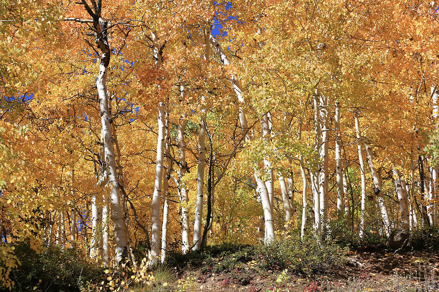 Prolific Aspens Photograph by Donna Kennedy