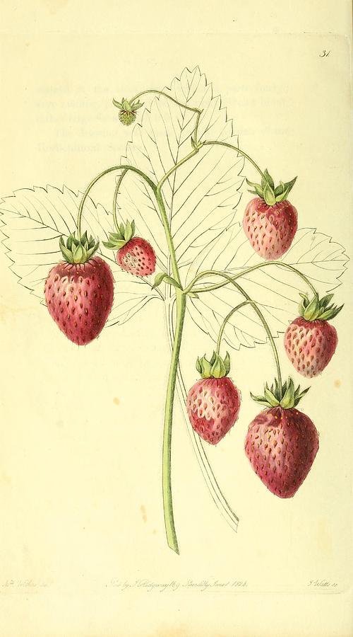 Prolific Hautbois Strawberry Mixed Media by Beautiful Nature Prints ...