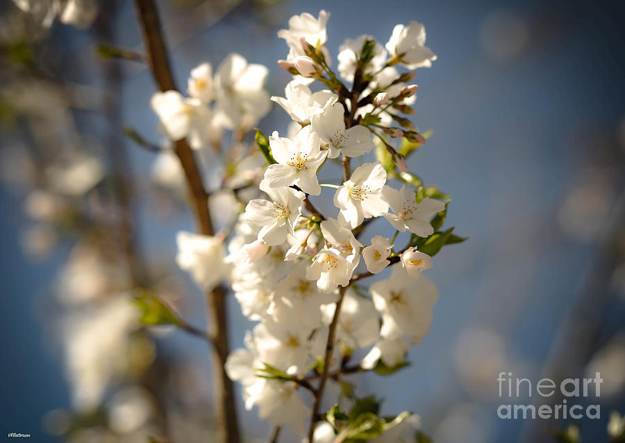 Promise of Spring Photograph by Veronica Batterson