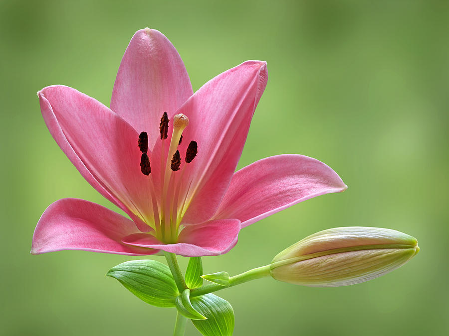 Promise - Pink Lily With Bud Photograph by Gill Billington
