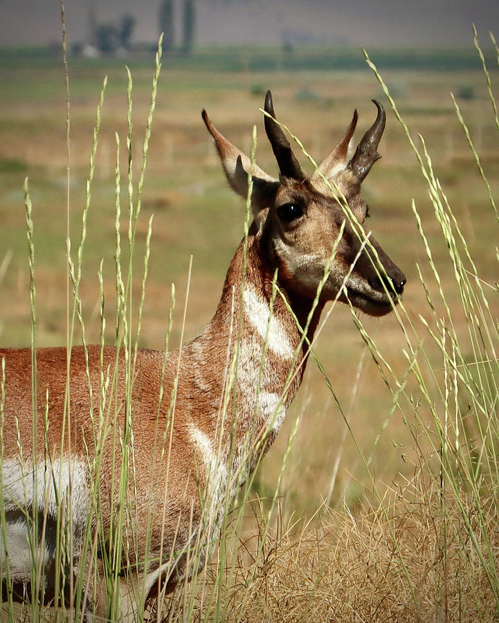 Prong Horn Antelope Photograph by Sarah Lilja