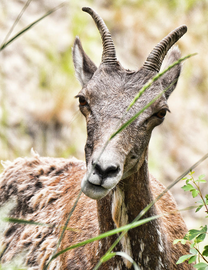 Prong Horn Sheep 2 Photograph by Joe Granita