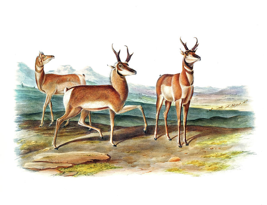 John James Audubon Drawing - Prong-horned Antelope by John Woodhouse Audubon